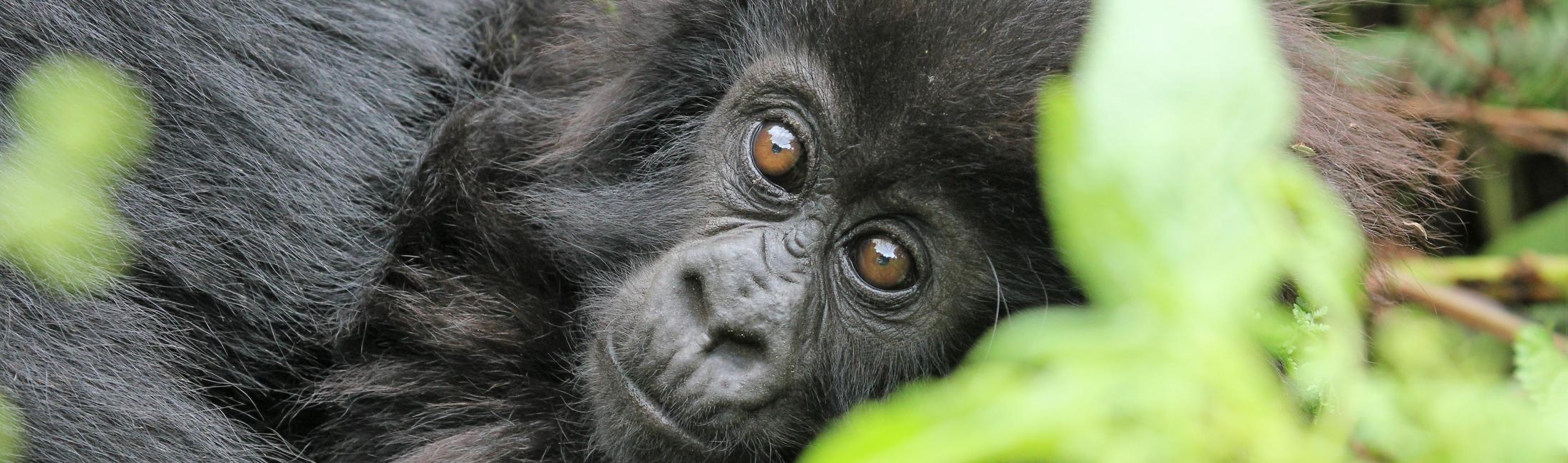 Baby Mountain Gorilla (Volcanoes National Park Rwanda)
