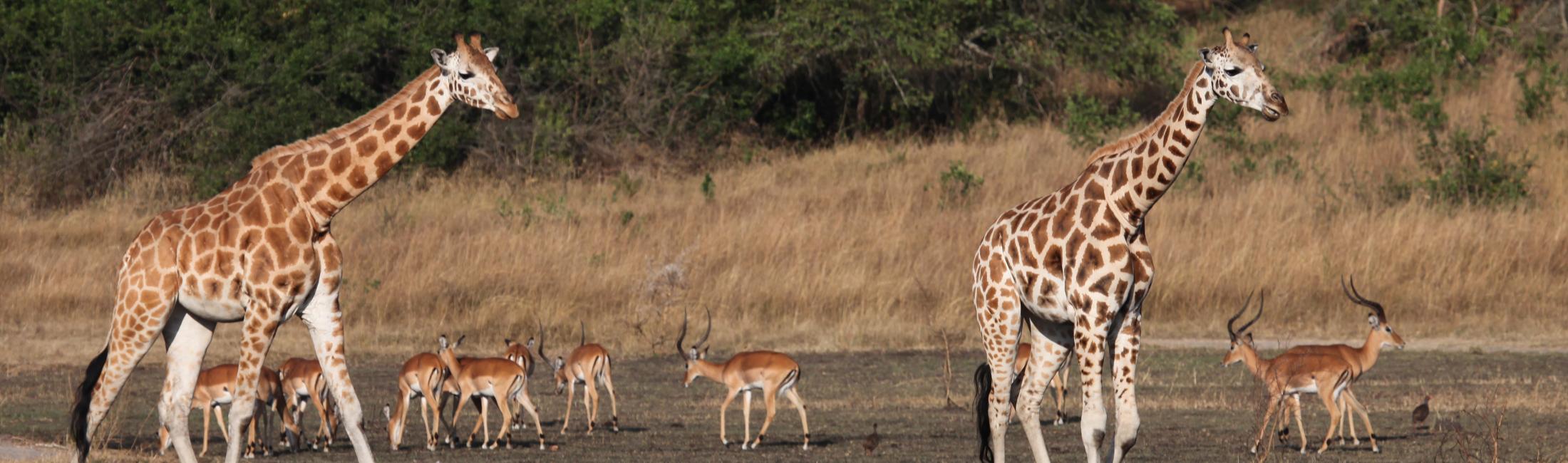 Rothschild's Giraffes with Impala Lake Mburo National Park (Uganda) 