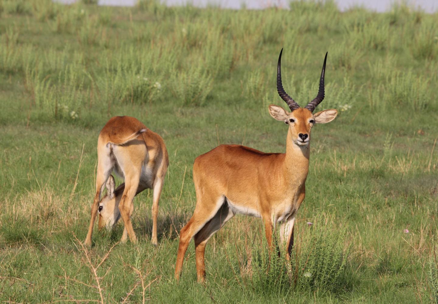 Uganda Kob - Queen Elizabeth National Park