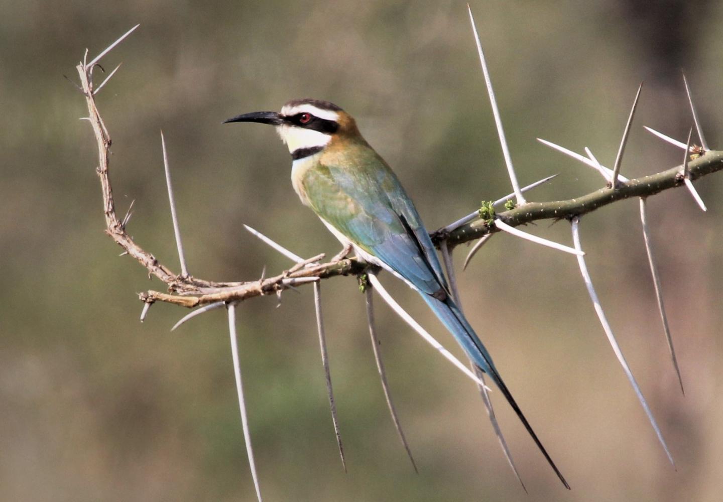 White-troated Bee-eater