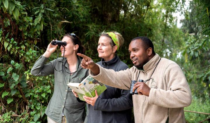 Bird watching (Volcanoes National Park Rwanda)