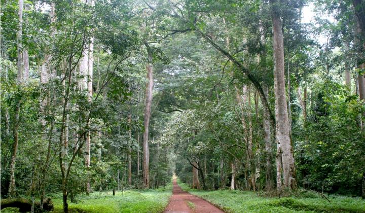 Budongo Forest Reserve is part of Murchison Falls National Park (Uganda)