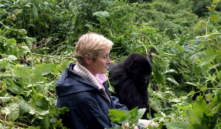 Close encounter of Juvenile mountain Gorilla and Tourist (Volcanoes NP Rwanda)