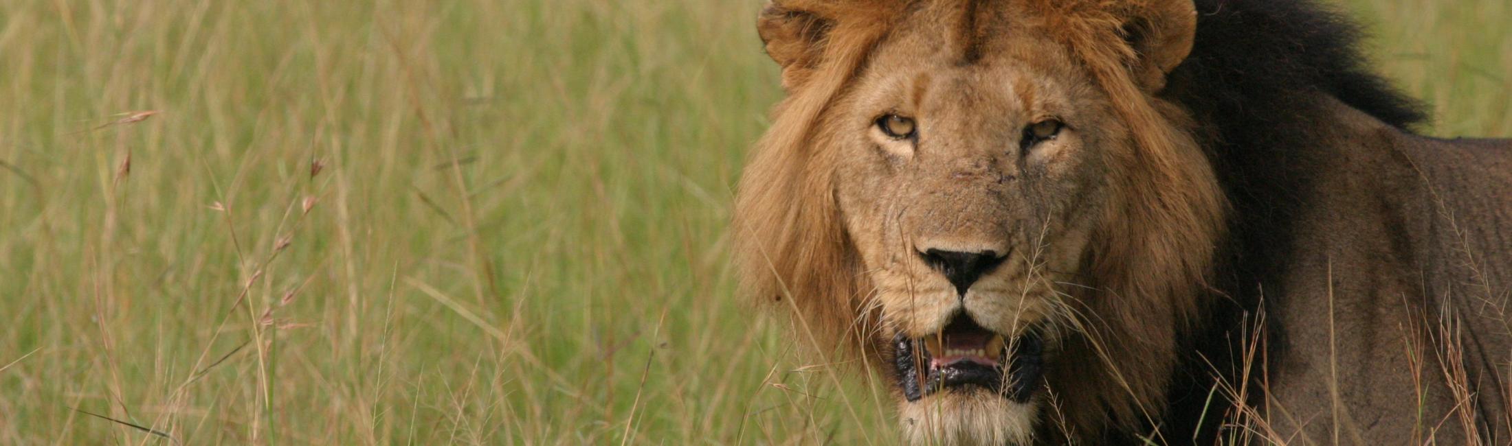 Lion observed during Predators Tracking (Queen Elizabeth Uganda)