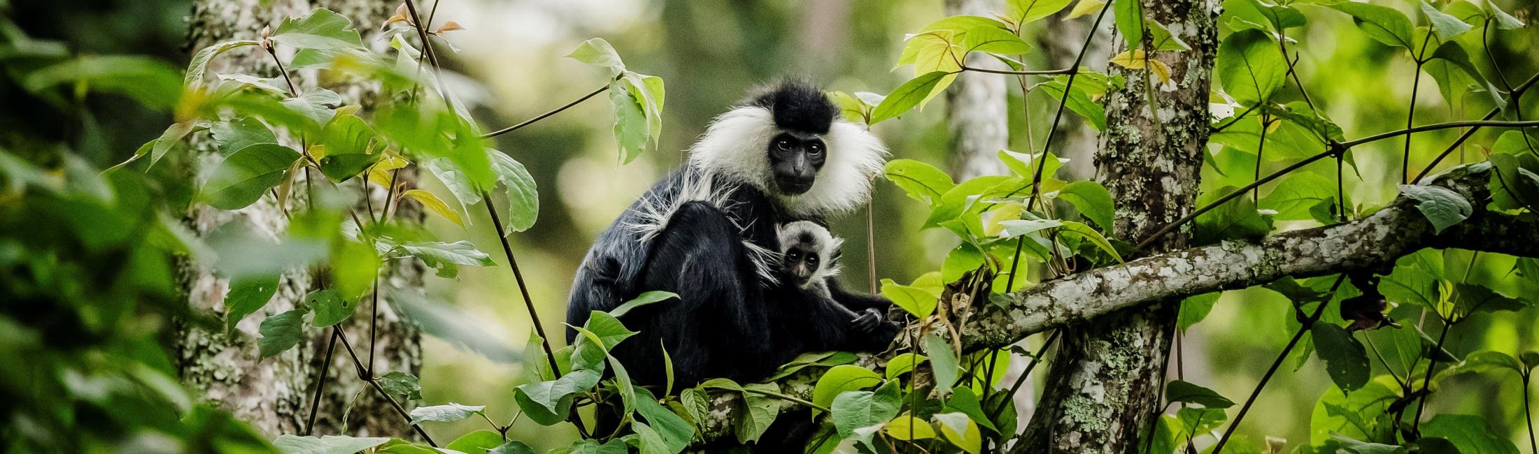 Angolan Black-and-white Colobus Monkey (Nyungwe National Park Rwanda)