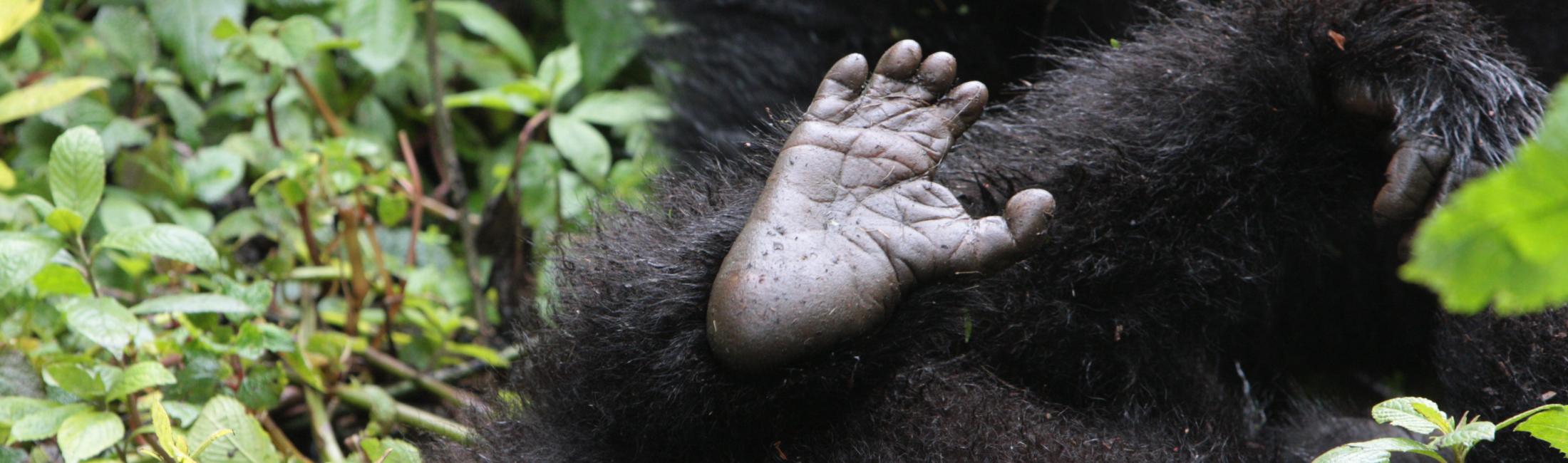 Juvenile Mountain Gorilla (Bwindi)