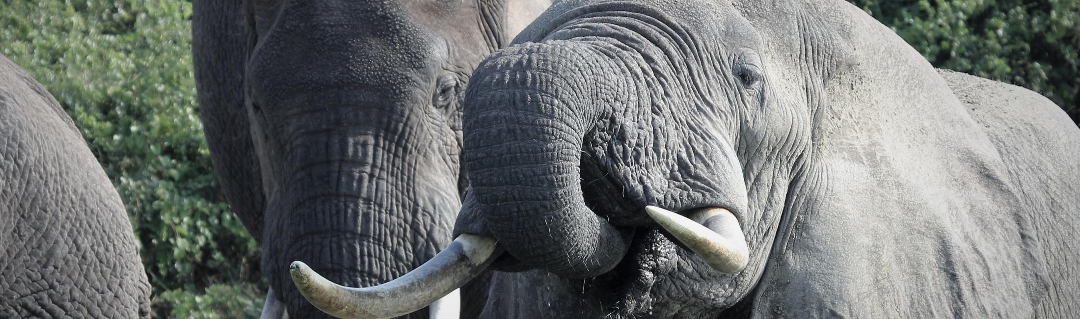 Elephants drinking on the Kazinga Channel (Uganda)