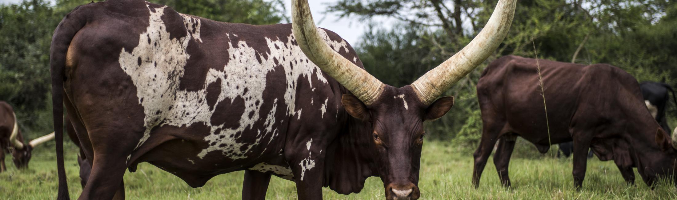 Ankole Cattle with long horns (Uganda)