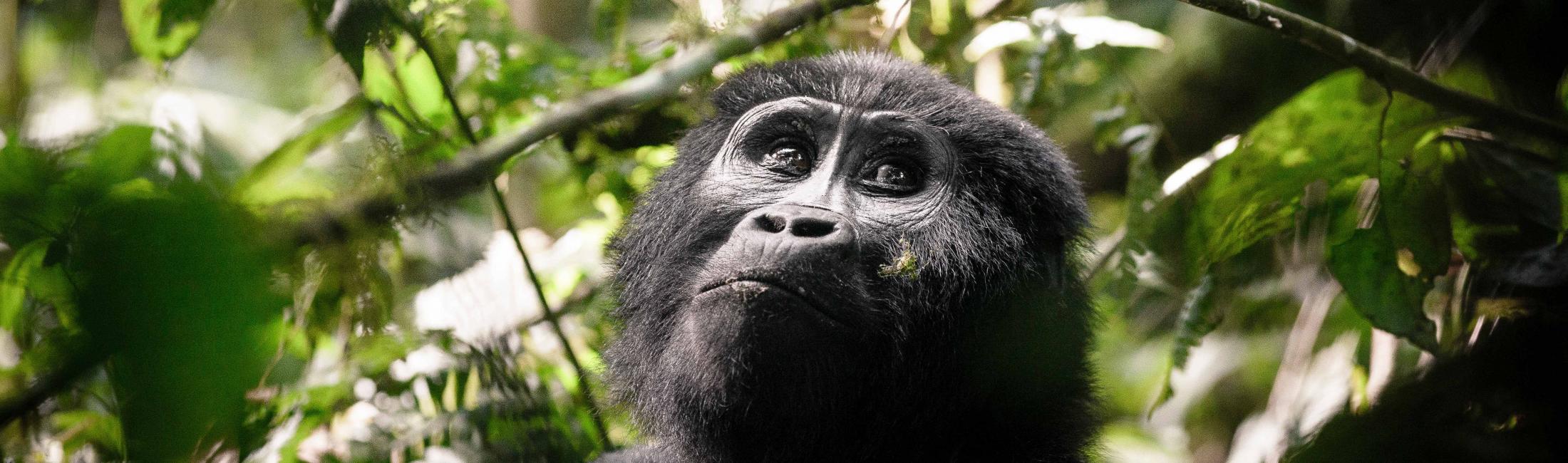 Female Mountain Gorilla (Bwindi Uganda)