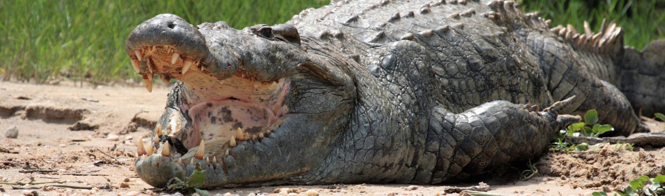 Crocodile on the bank of the Victoria Nile (Murchison Falls National Park, Uganda)