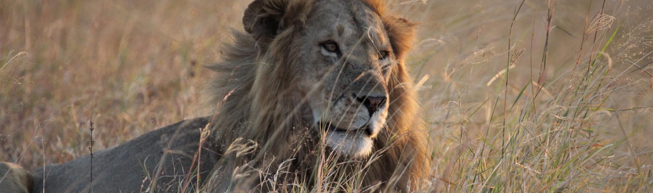 Male lion (Akagera Rwanda)