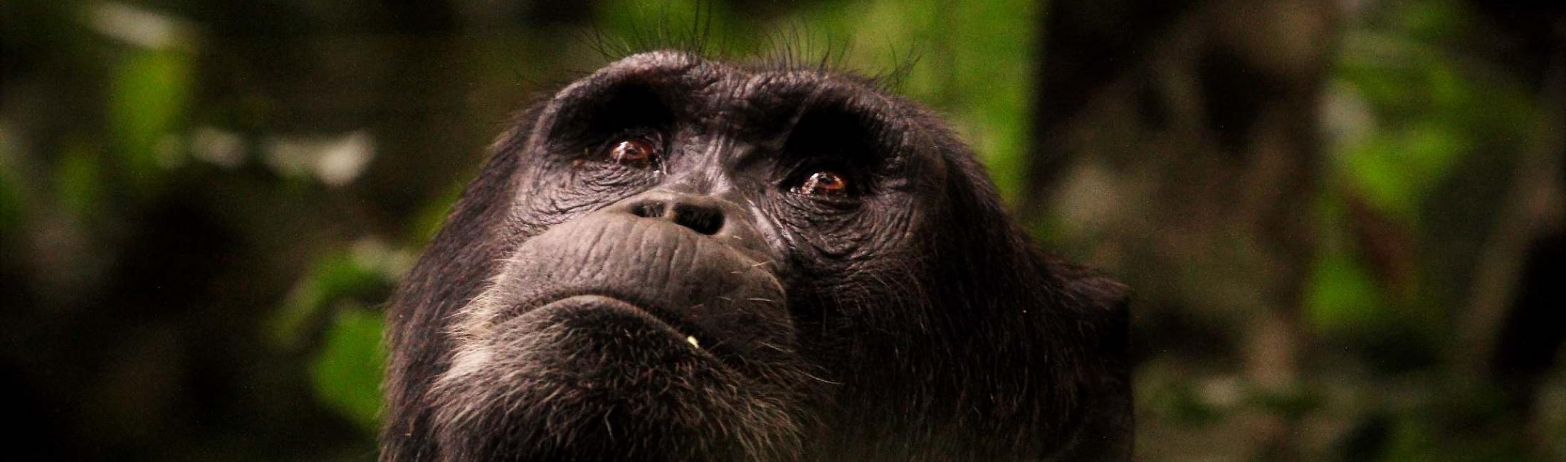 Chimpanzee observing the canopy of Kibale Uganda
