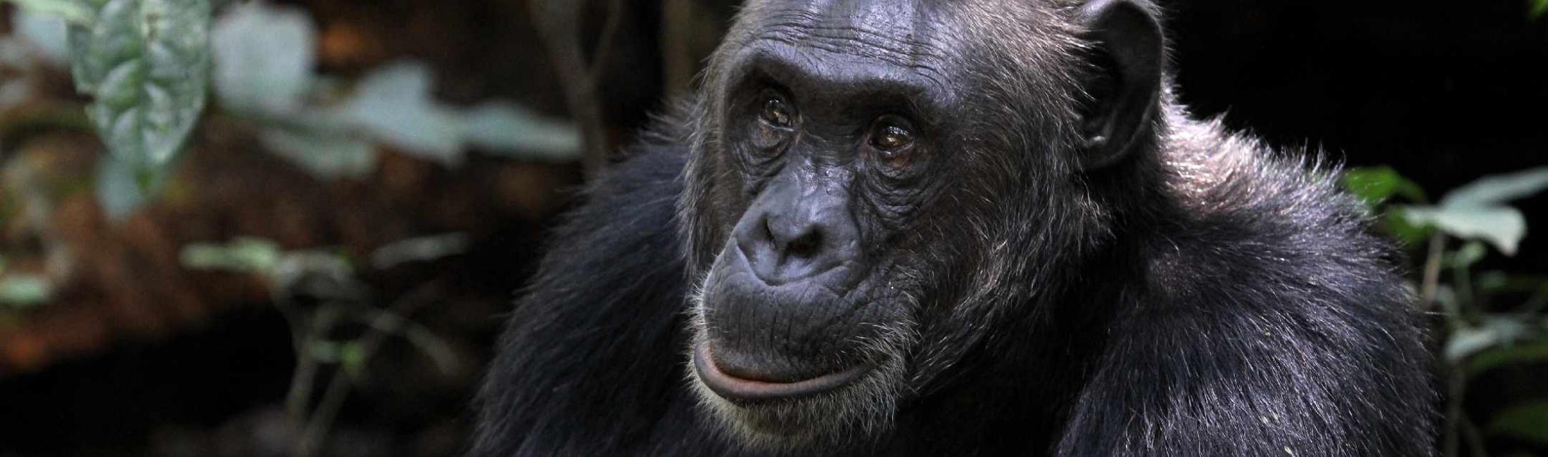 Male Chimpanzee observing the canopy of Kibale Forest Uganda