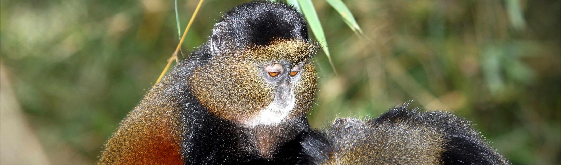 Observation of two Golden Monkeys grooming (Volcanoes NP Rwanda)