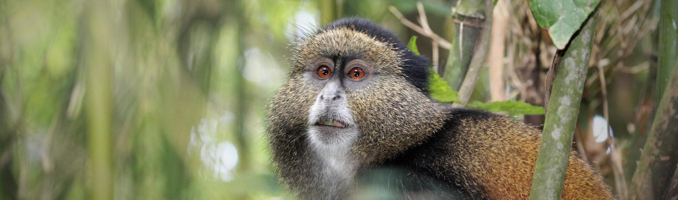 Golden Monkeys  Cercopithecus kandti (Volcanoes National Park Rwanda) 