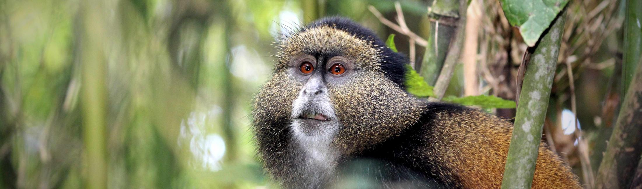 Golden Monkey (Volcanoes NP Rwanda)