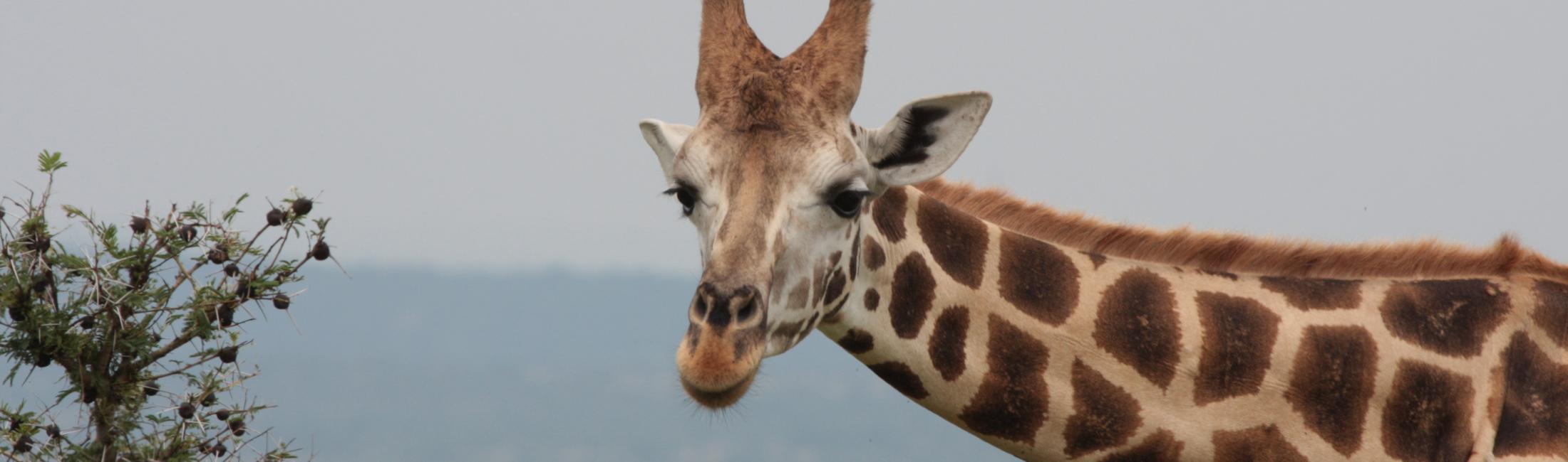 Rothschild’s giraffe  ( Murchison Falls Uganda) 