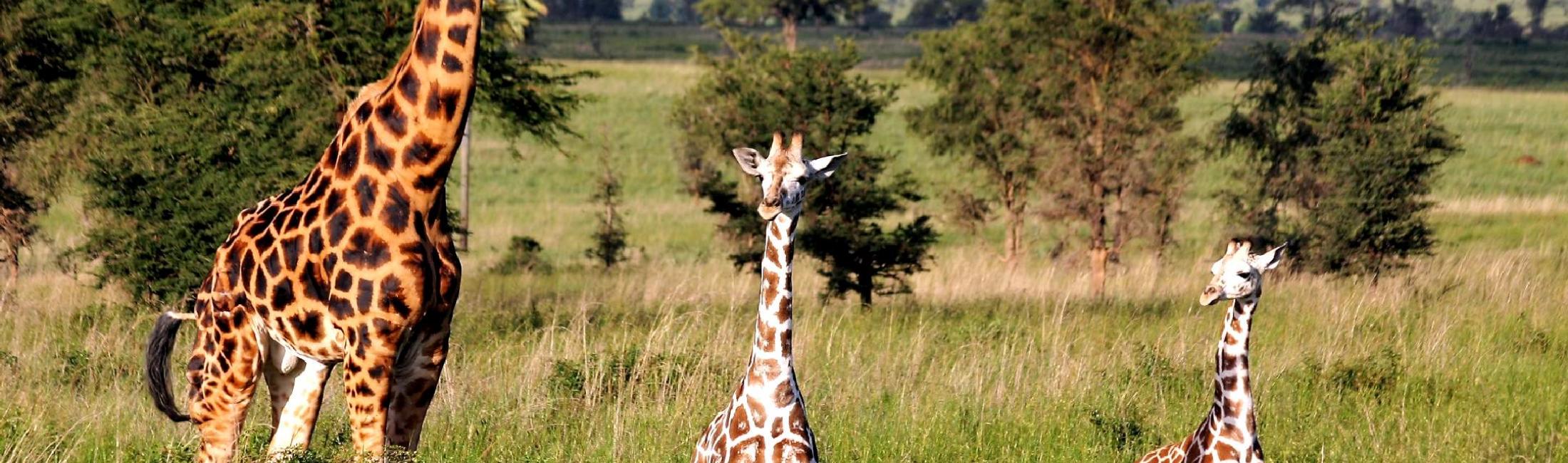 Rothschild’s giraffes (Kidepo National Park Uganda)