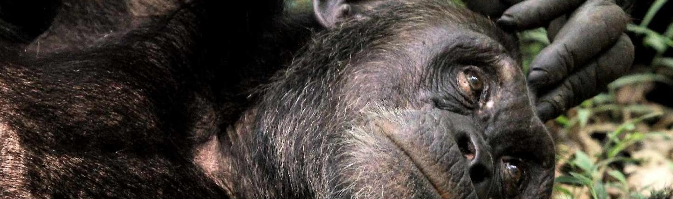 Chimpanzee resting (Kibale Forest NP)