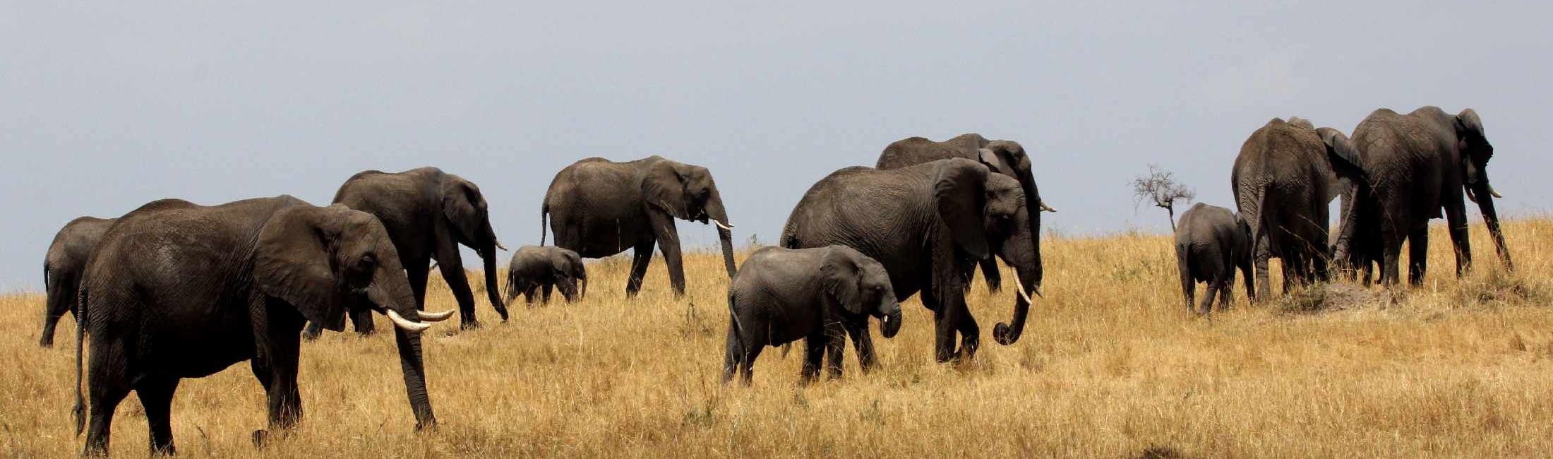 Troop of Elephants (Queen Elizabeth National Park)