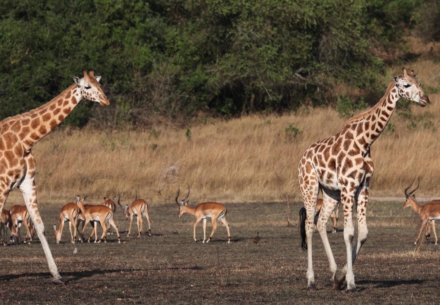 Rothschild giraffes (Lake Mburo National Park Uganda)
