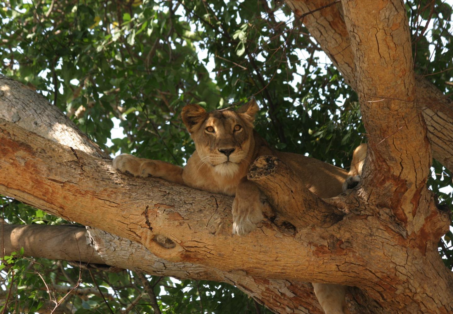 Tree Climbing Lion Ishasha