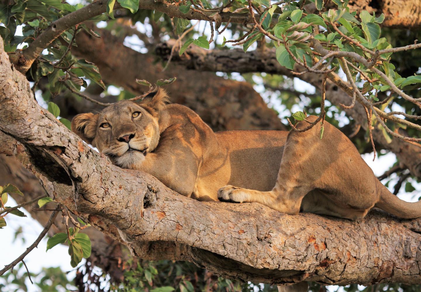 Tree Climbing Lion Ishasha