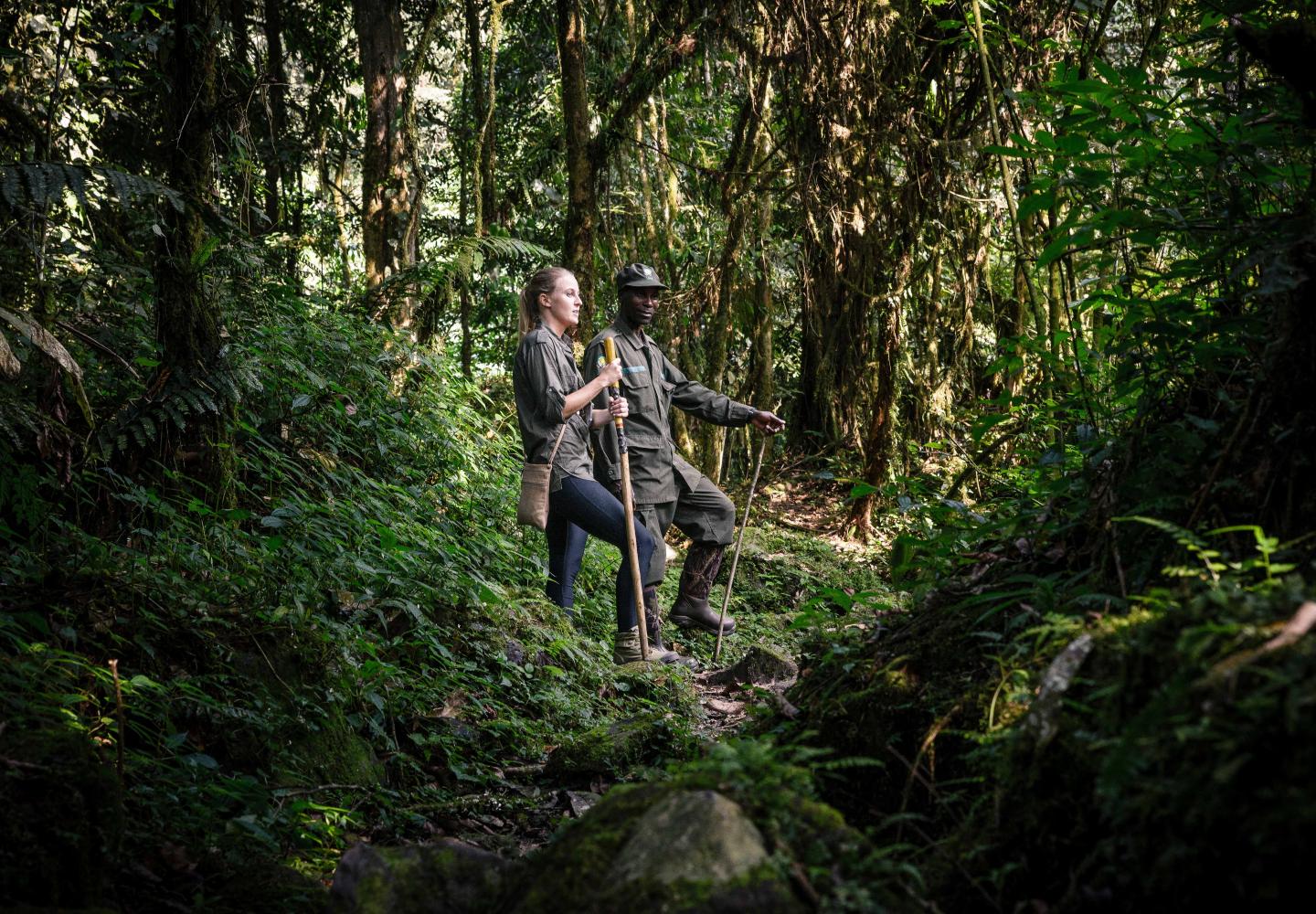 Guided Forest Walk with Ranger (Bwindi, Uganda)