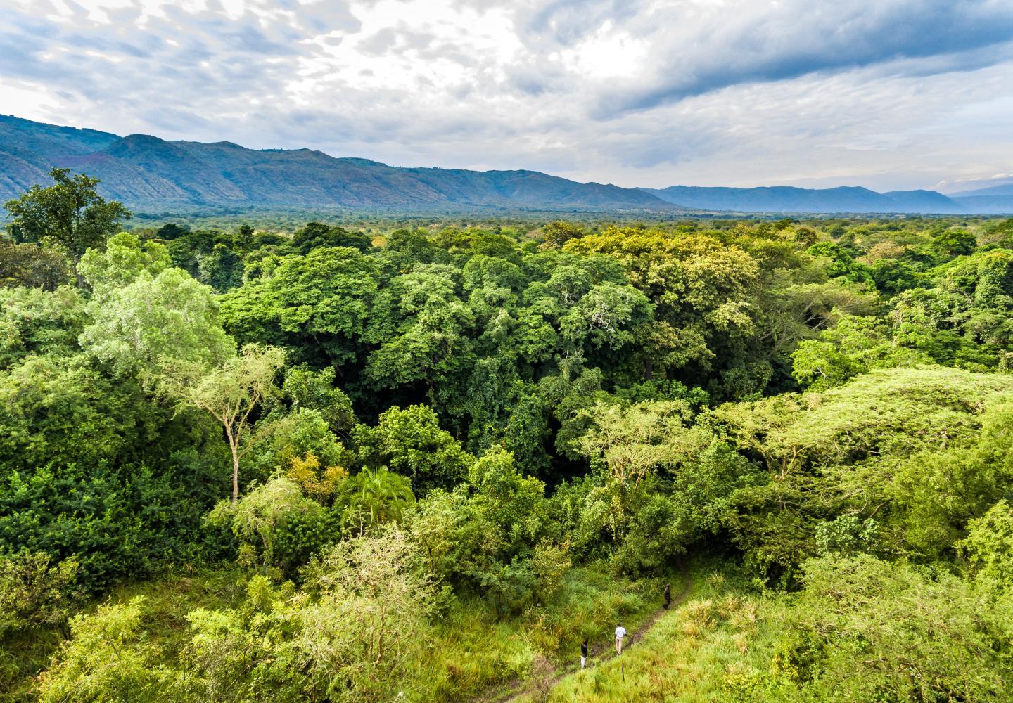 View on Ituri Forest (Semliki National Park Uganda))
