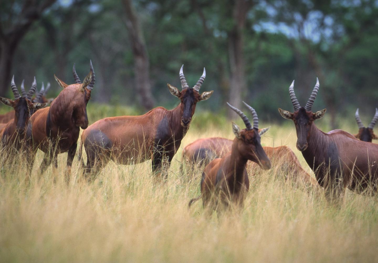 Topi Antilope - Queen Elizabeth National Park