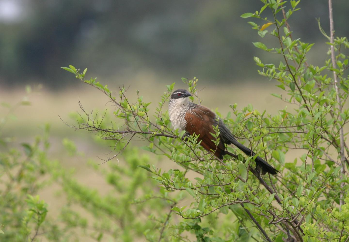 White-browed Coucal - Queen Elizabeth National Park