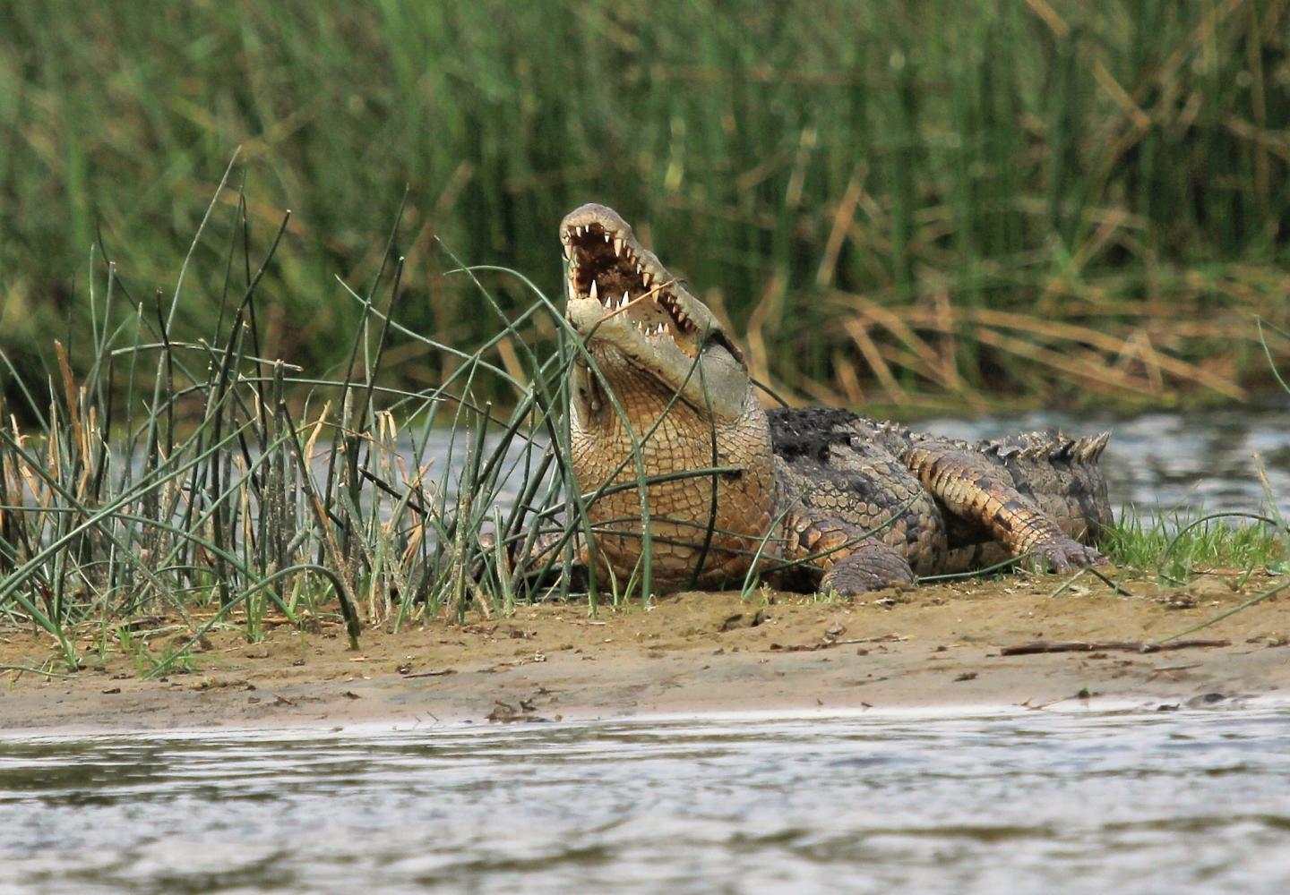 Nile crocodile - River Nile (Murchison Falls (Uganda)