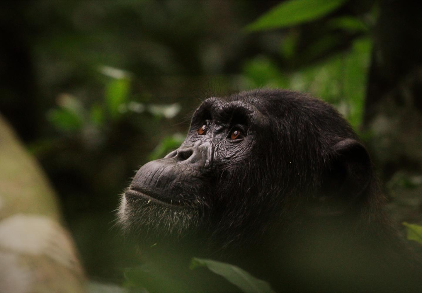 Chimpanzee Habituation Experience (Kibale Uganda)