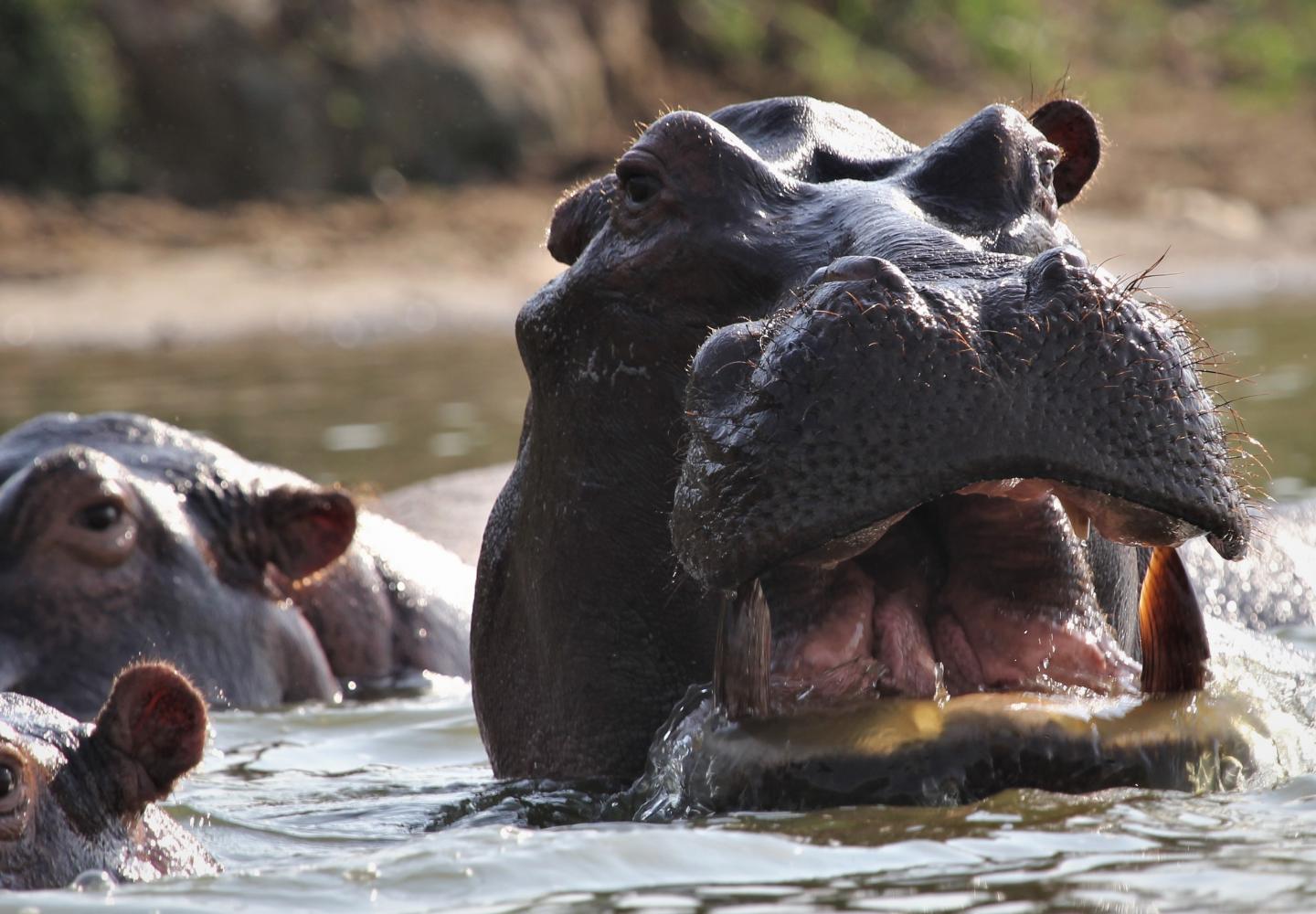 Hippo - Kazinga Channel - Queen Elizabeth - Uganda