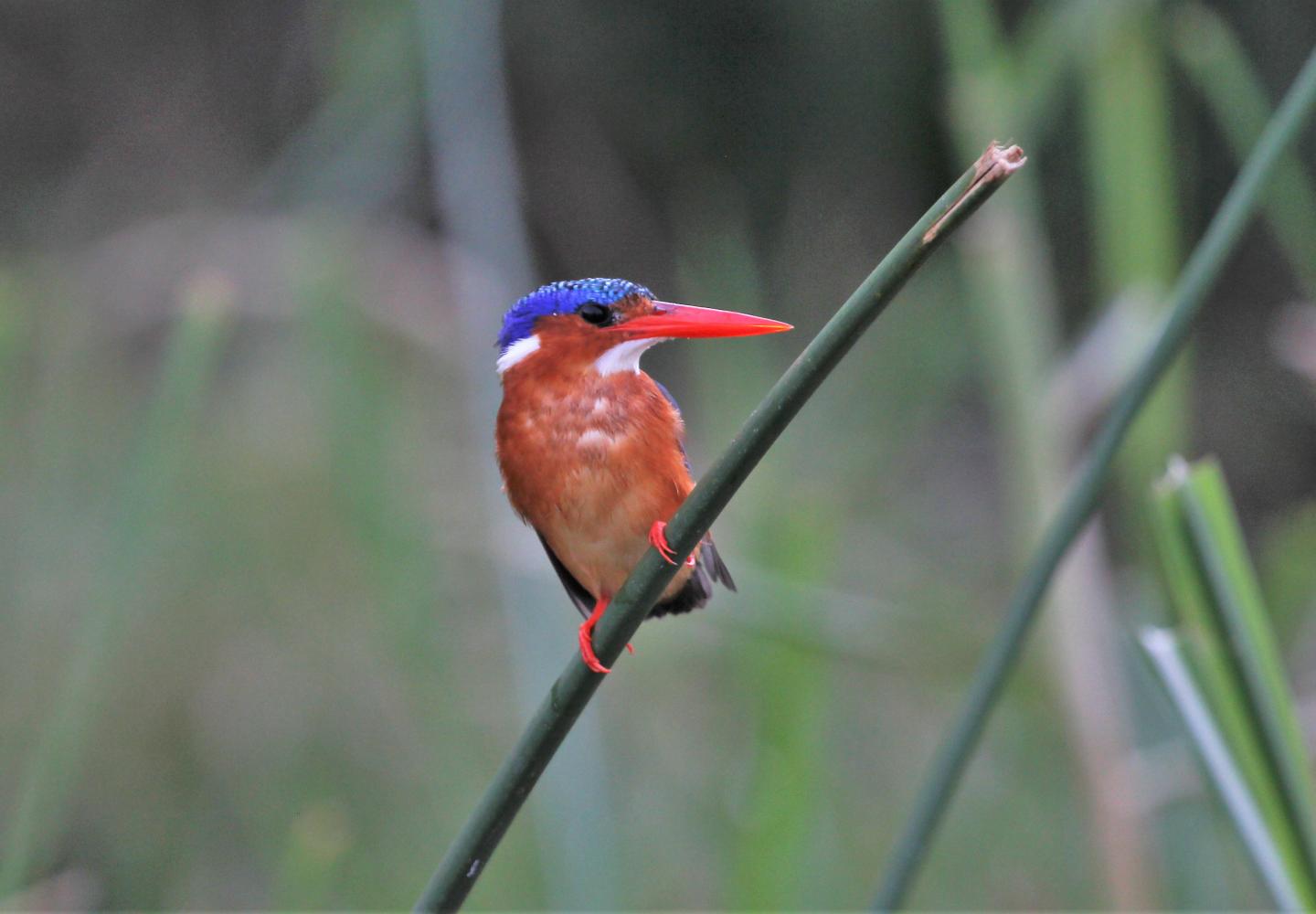 Malachite Kingfisher - Semliki