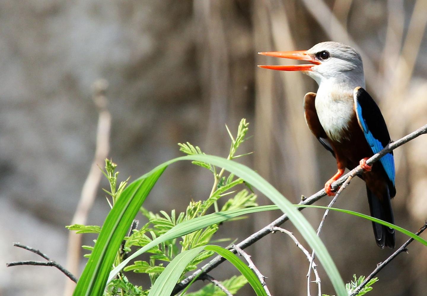 Grey-headed Kingfisher - Semliki