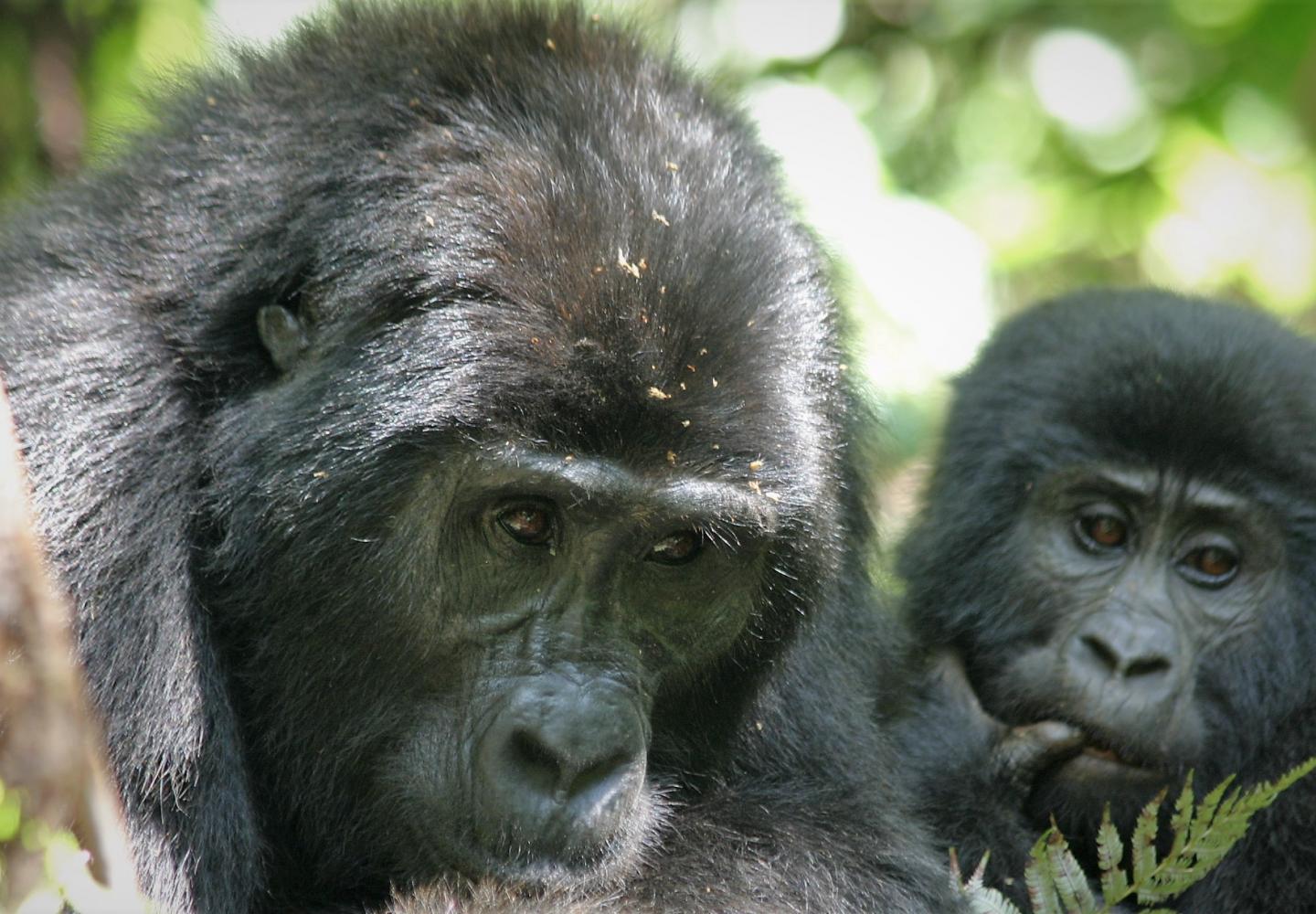 Mountain Gorilla - Bwindi Impenetrable Forest National Park