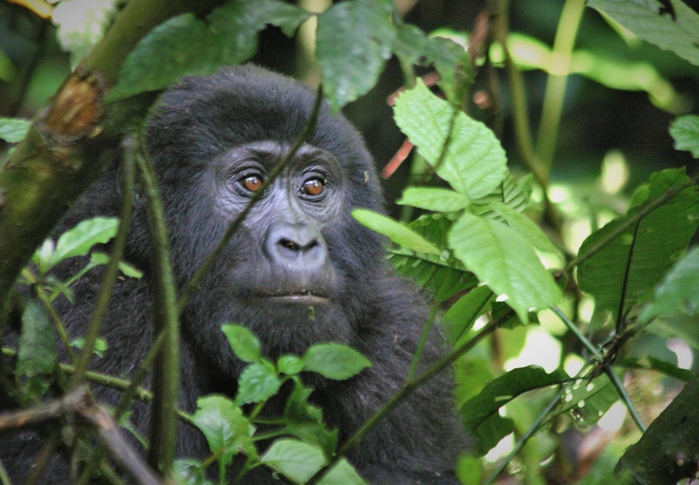 Mountain Gorilla - Bwindi Impenetrable Forest National Park