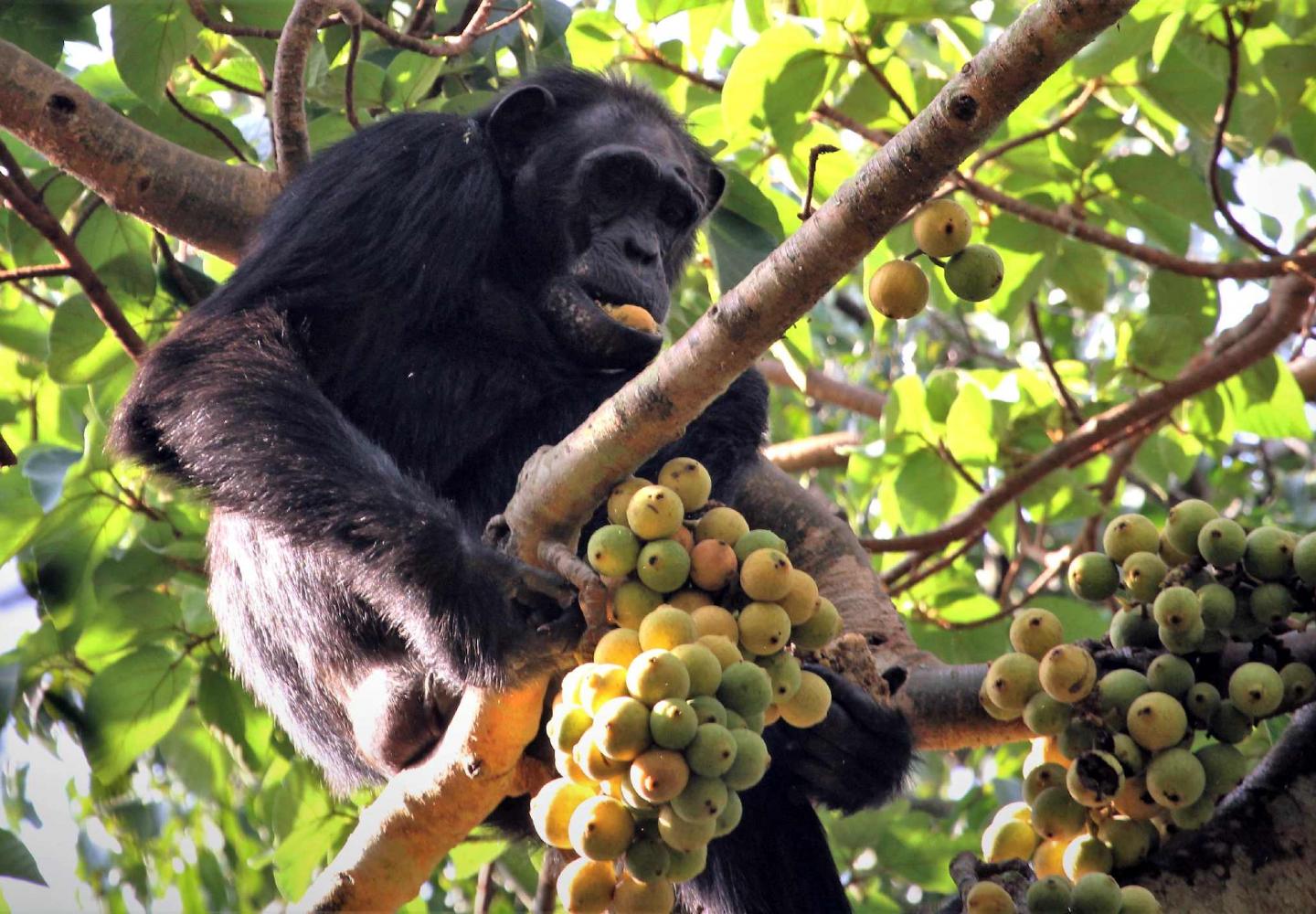 Chimpanzee feeding (Kibale Forest Uganda)