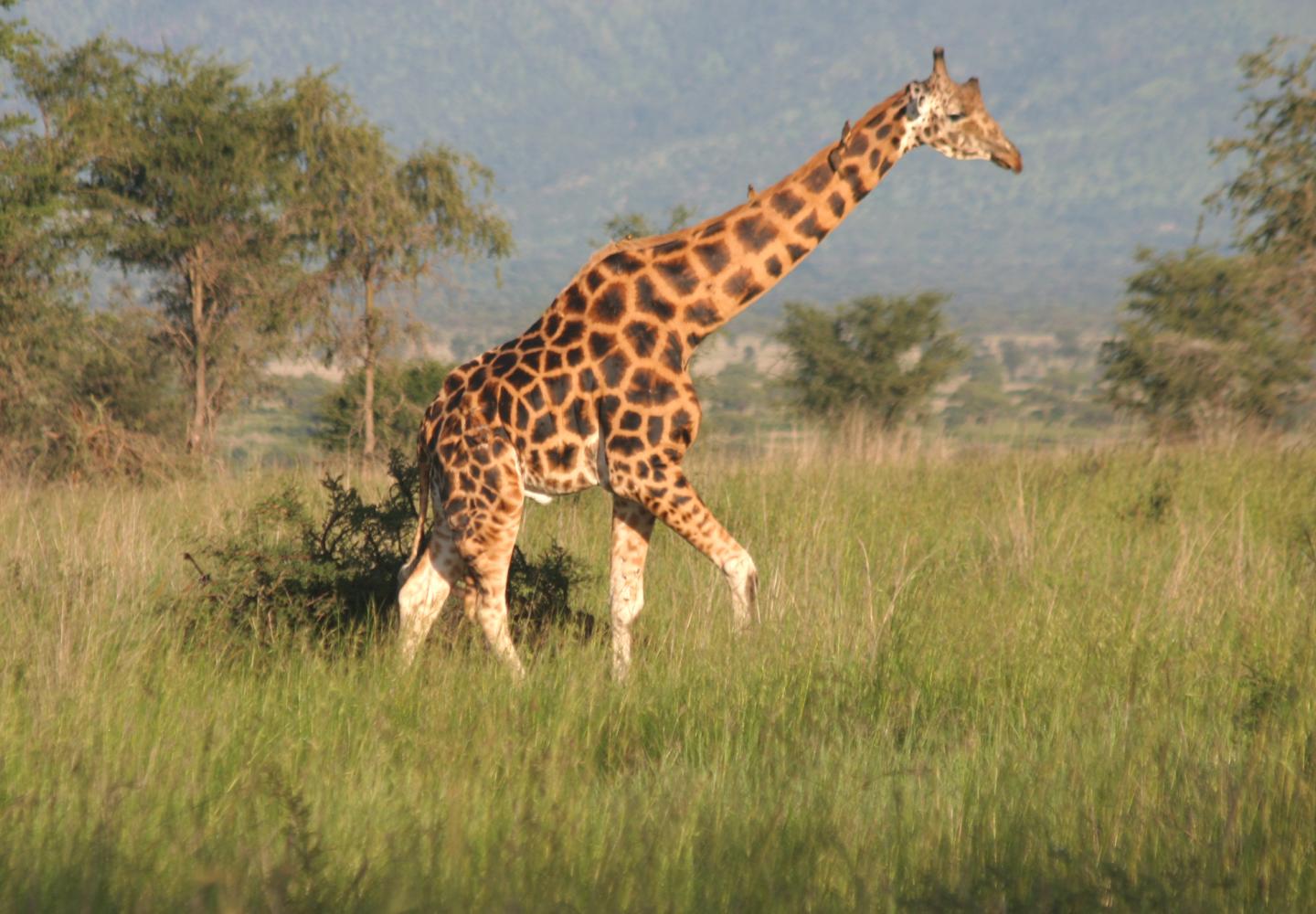 Rotchild's Giraffe (Kidepo Uganda)