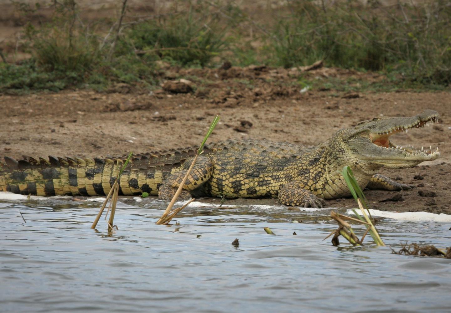 Nile Crocodile - Kazinga Channel (Uganda)