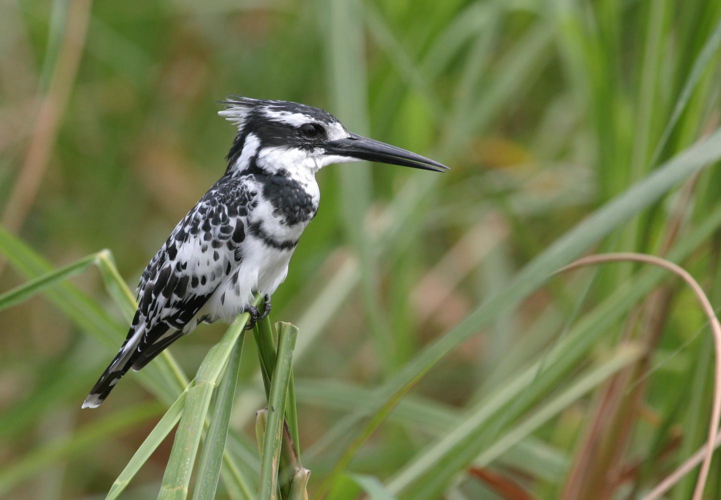 Pied Kingfisher (Uganda)