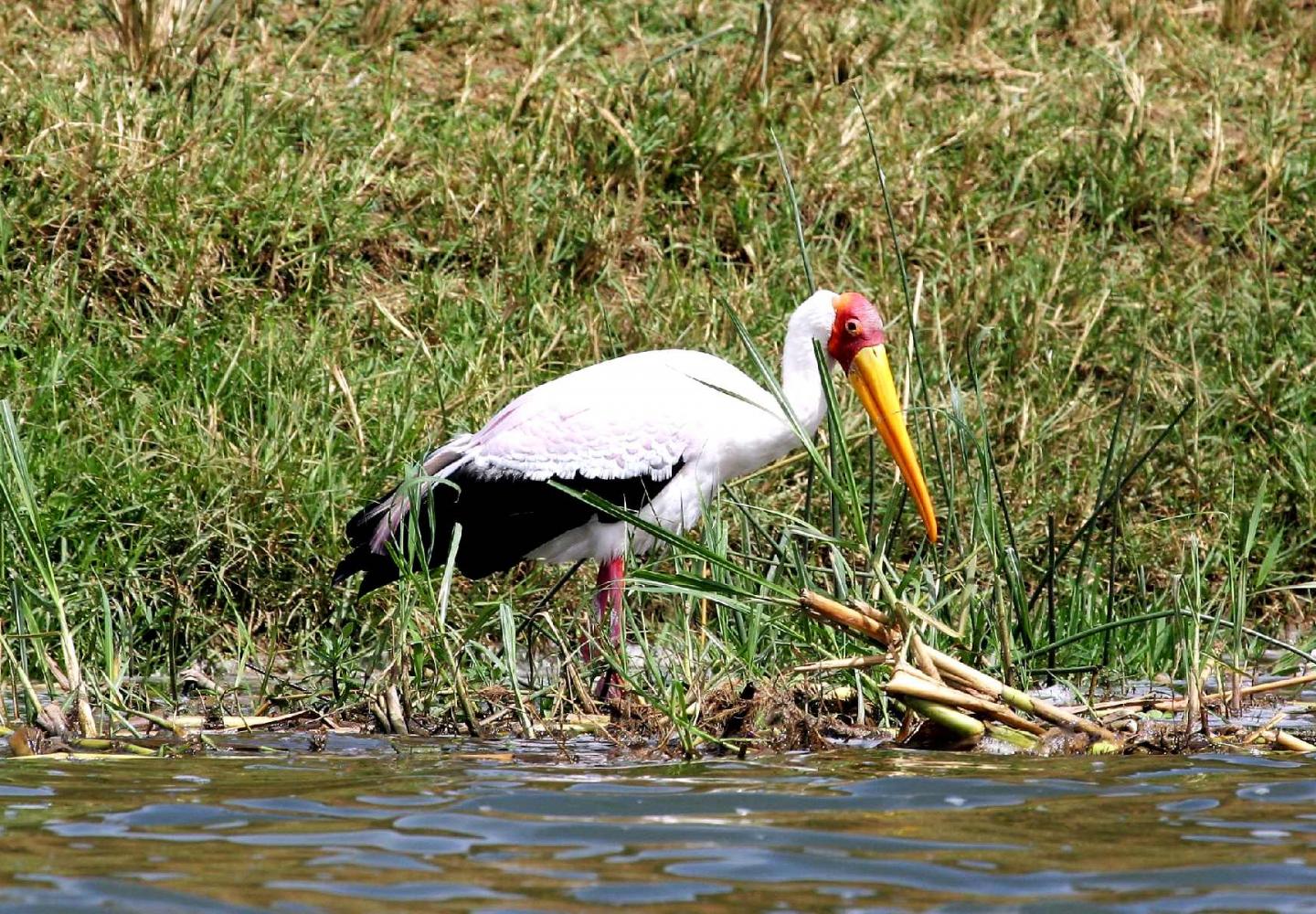 Yellow Billed Stork (Kazinga Channel Uganda) 