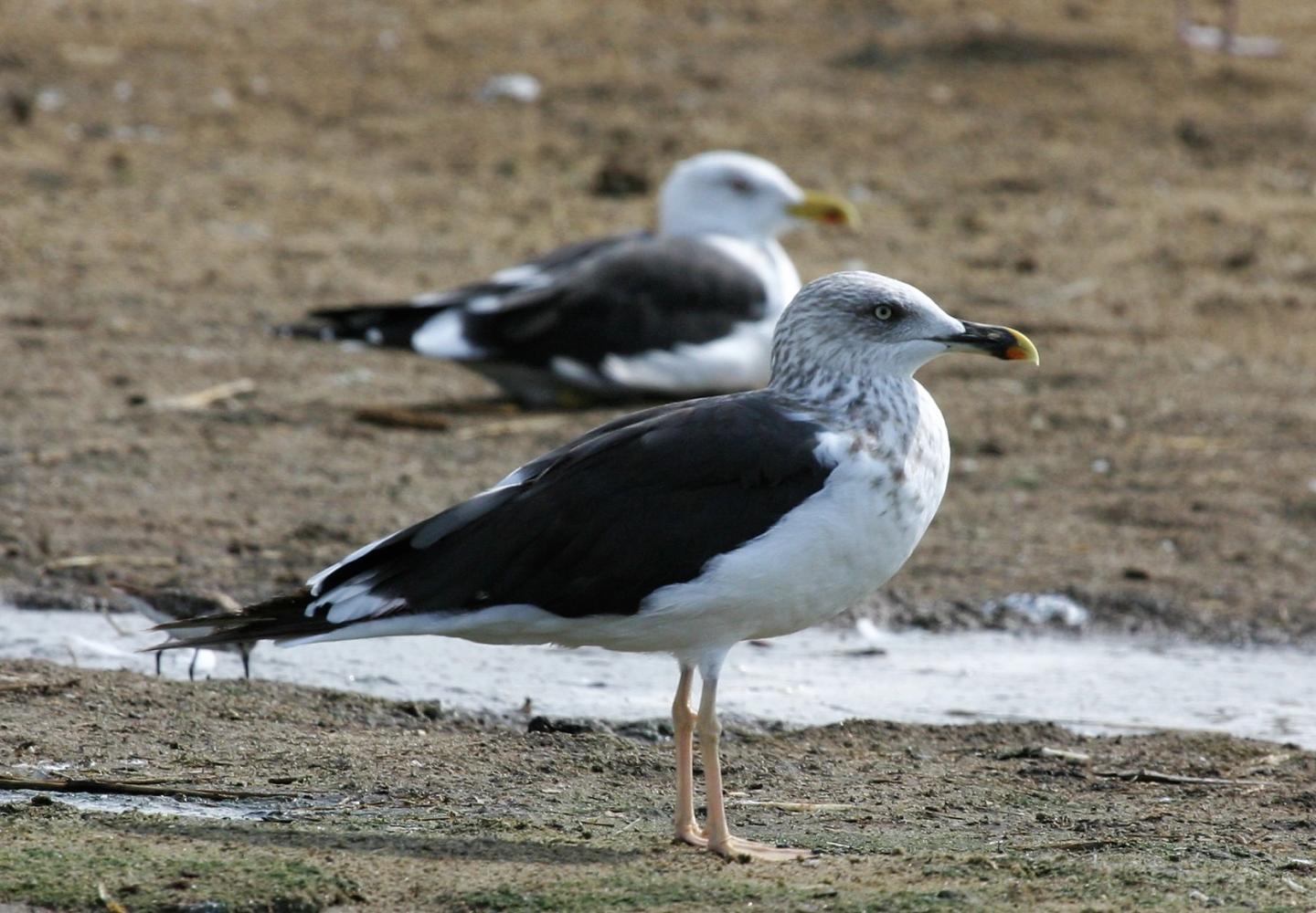 Lesser Black-backed Gull (Kazinga Channel Uganda) 