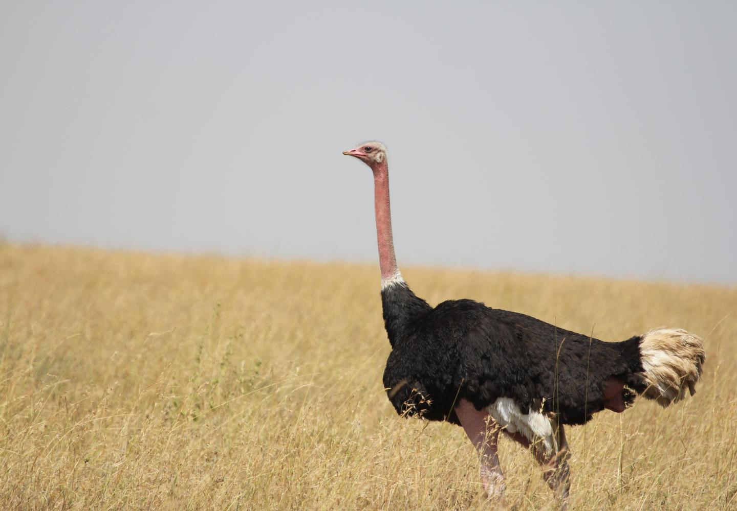 Common Ostrich (Kidepo Uganda)