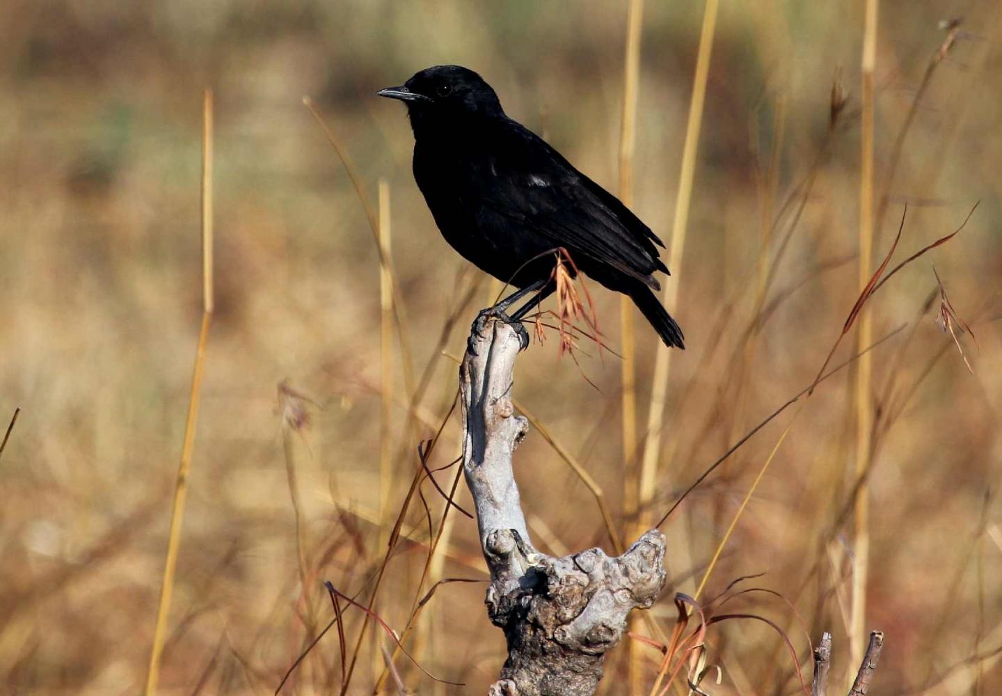 Sooty Chat (Queen Elizabeth National Park)