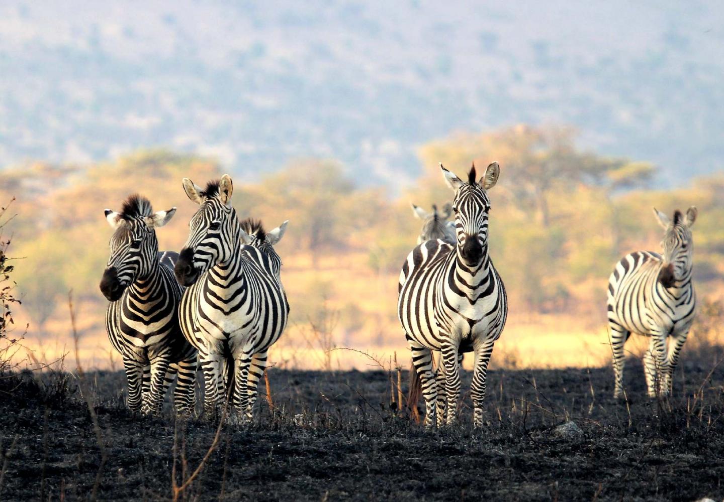 Zebra - Uganda