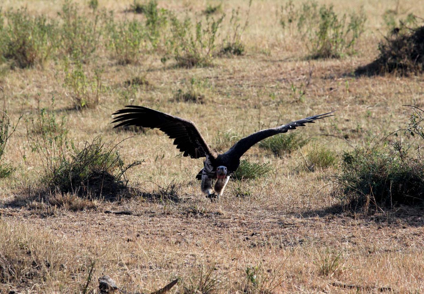 Lappet-faced Vulture (Queen Elizabeth National Park)