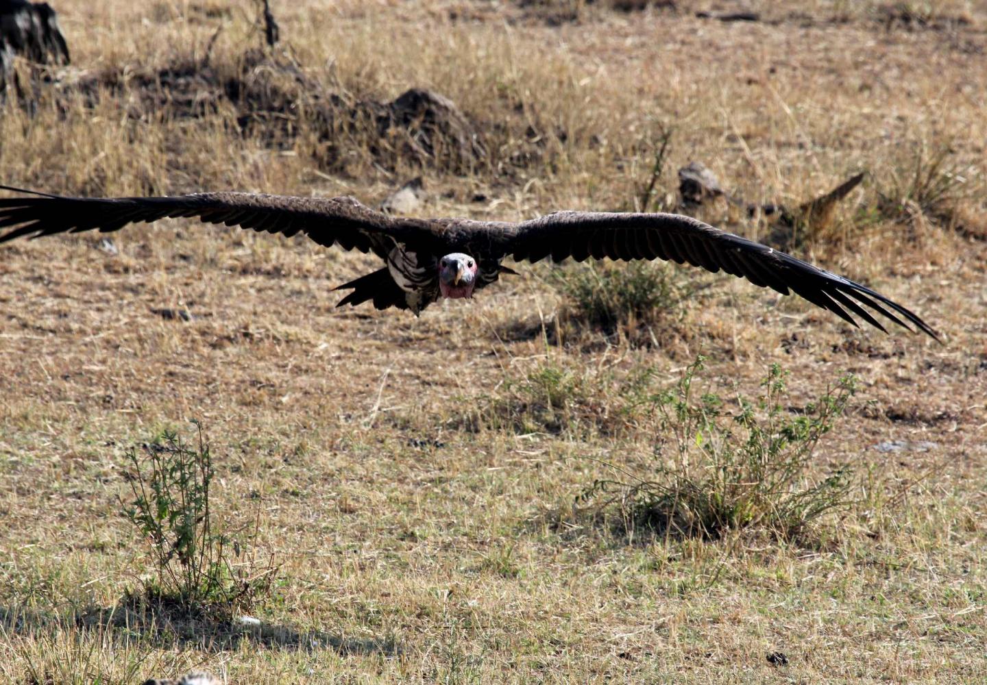 Lappet-faced Vulture (Queen Elizabeth National Park)