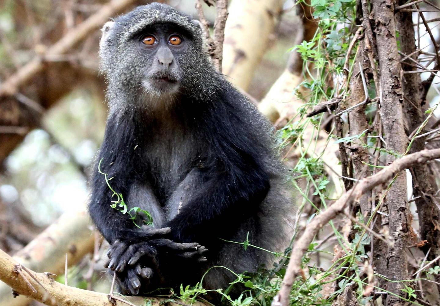 Blue Monkey (Kibale Forest Uganda)